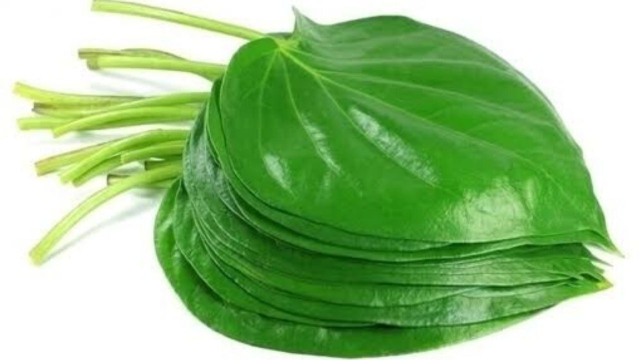 You are currently viewing Betel Leaves Beauty Benefits You Never Knew