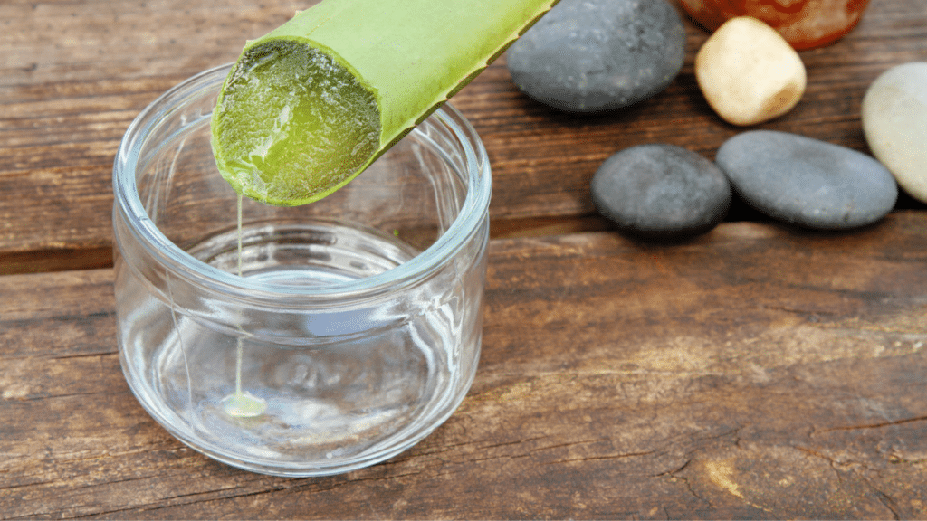 Aloe Vera to treat/ heal sunburn