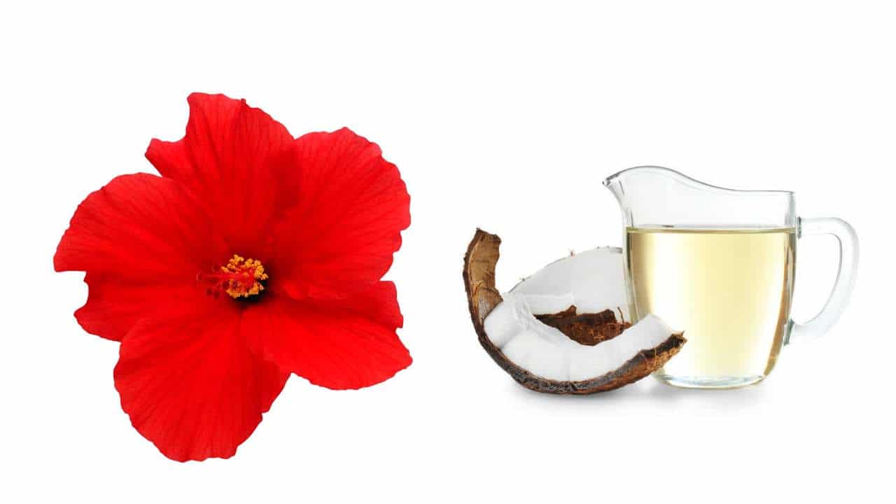 Read more about the article Hibiscus and Virgin Coconut oil Hair Mask